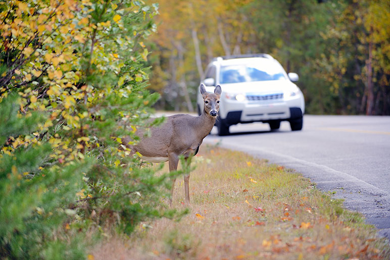 Deer by the side of the road with a car about to drive by