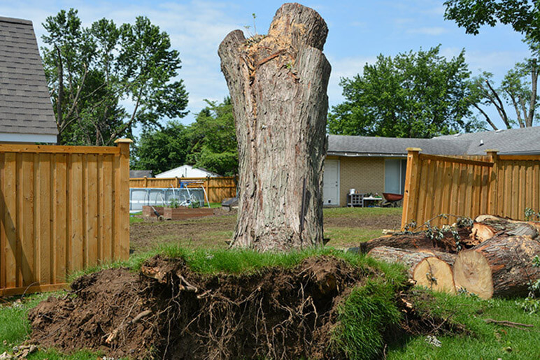 Photo of an uprooted tree from the storm